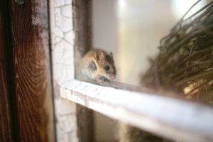 rodent control
